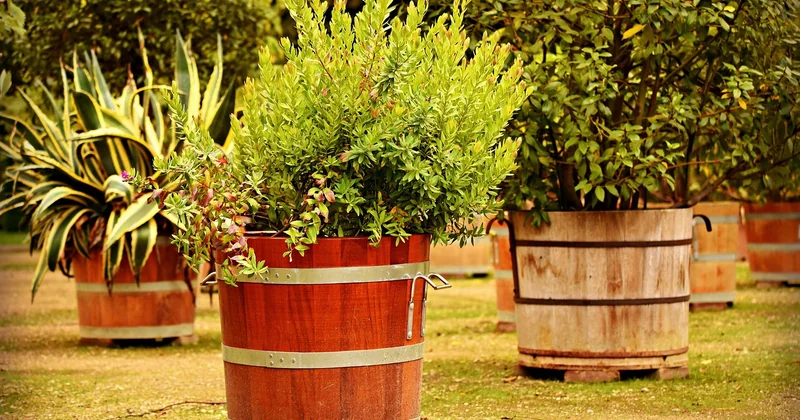 Composer un jardin méditerranéen moderne : mes associations préférées