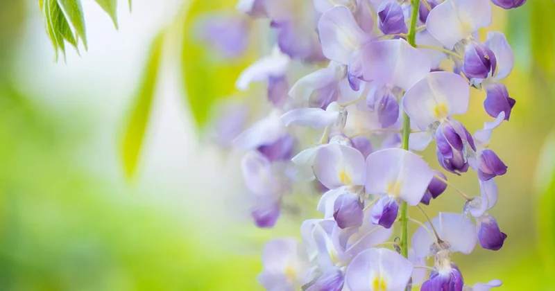 Comment tailler une glycine quand on vit en Provence ?