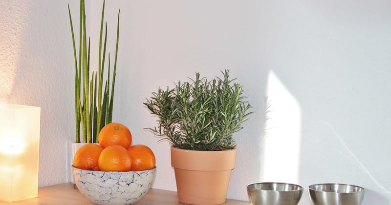Décoration et vie en Provence : chaux, terre cuite, ombre et plantes du Midi