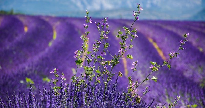 Décoration et vie en Provence : créer une maison fraîche et habitée