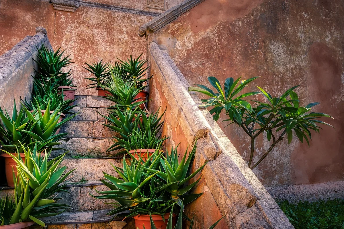 Tableau comparatif : quelles plantes pour un jardin sans arrosage