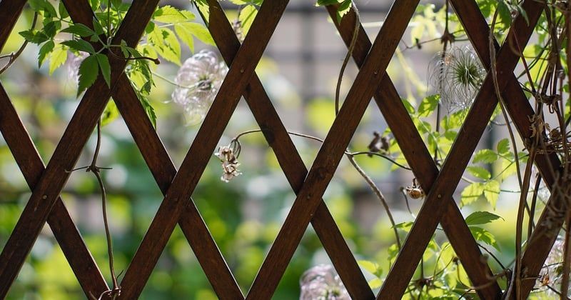Comment entretenir une glycine sur une pergola provençale facilement