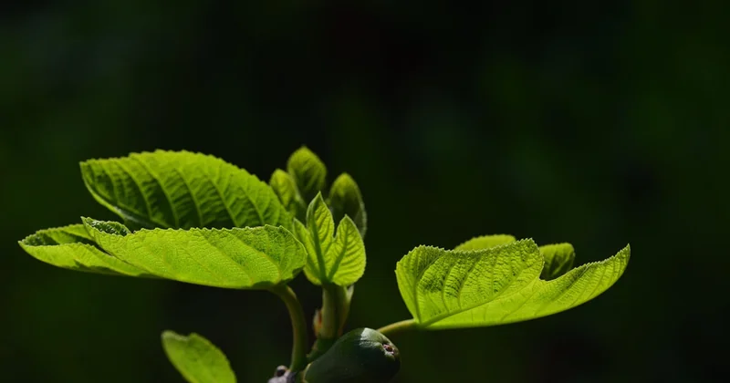 Éclairage : prolonger les soirées sans attirer les moustiques
