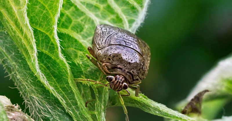 Protéger une plante des animaux en même temps que du froid