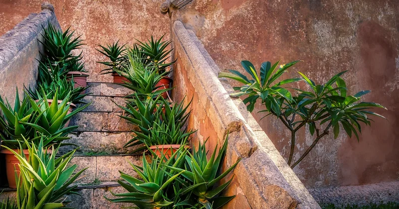 Quelles plantes choisir quand on a peu de place