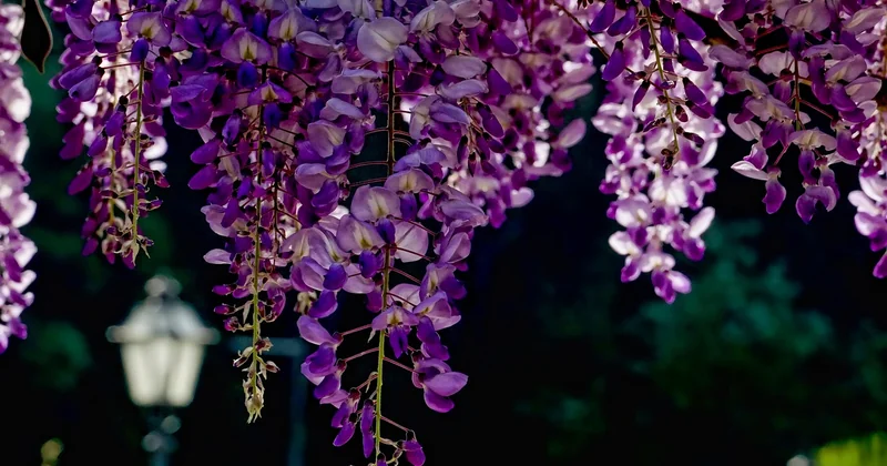 Pourquoi votre glycine ne fleurit pas ?