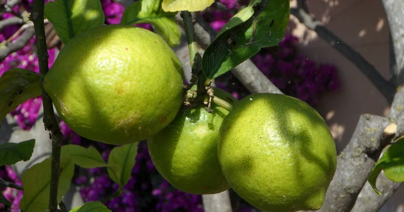 Un jardin méditerranéen sans entretien, est-ce réaliste ?