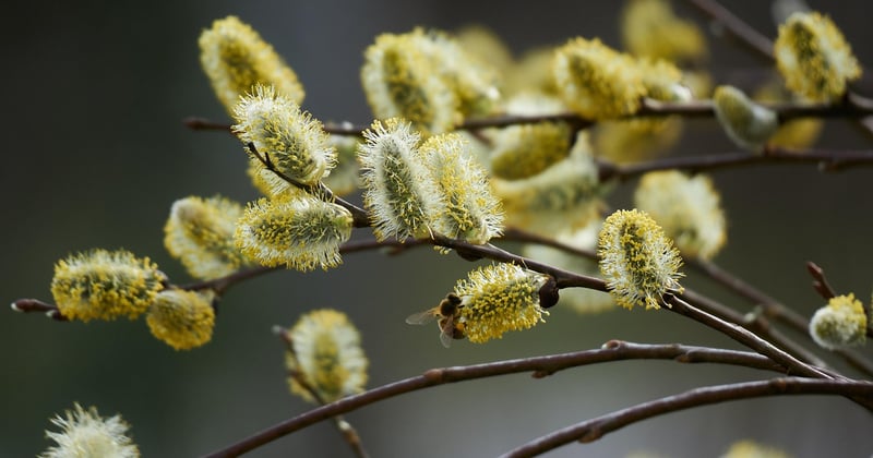 10 plantes incontournables pour un jardin méditerranéen durable